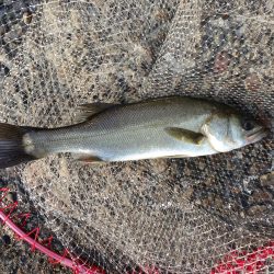 南港でエビ撒き! サイズが…